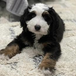 Bernedoodles from Bernedoodle Hill