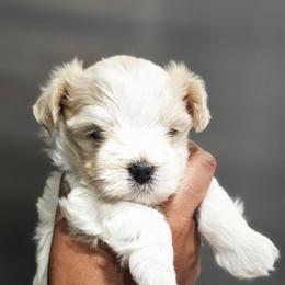 Icey - White male Maltese puppy in North Chesterfield, Virginia from Maltese Love