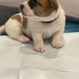 Golden Retriever and Jack Russell Terrier Puppies from Shelby Burleson's Golden Retrievers and Jack Russell Terriers