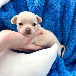 Opal - Cream and white male Chihuahua puppy in Mesa, Arizona from Arizona Dream Chihuahuas