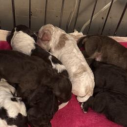 Pup 2 - Brown roan male Lagotto Romagnolo puppy in Old Saybrook, Connecticut from Sherlyn Kennels