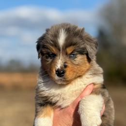 Dean - Blue merle male Australian Shepherd puppy in Uvalda, Georgia from Happy Ours Australian Shepherds