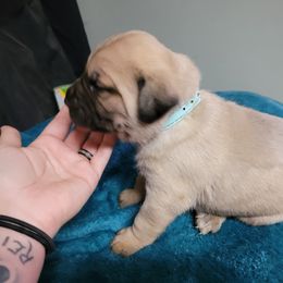 Girl 3 - Cane Corso puppy in Sturgeon Lake, Minnesota from Coffee Lake K9s