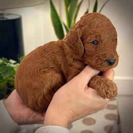 Orange Collar Girl - Red  female Poodle puppy in Modesto, California from Dry Creek Poodles