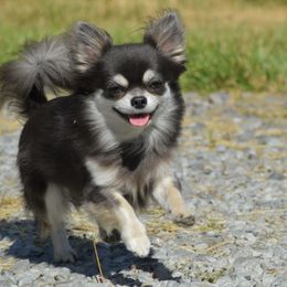Chihuahuas from Bri Chi's