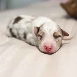 Milky AKC - Red merle male Australian Shepherd puppy in Polk City, Florida from Skaky Shepherds