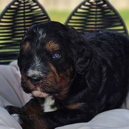 Bert - Black phantom Aussiedoodle puppy in Georgetown, Texas from Mc Doodles of Texas LLC