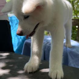 Pikotarou - White male Japanese Akitainu puppy in Hubert, North Carolina from Miyo Ken