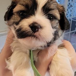 Kermit - Brown and white male Shichon puppy in Kent, Washington from Mad Hatter Farm