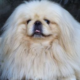 Pekingese from Lisa's Pekingese