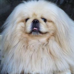 Pekingese from Lisa's Pekingese