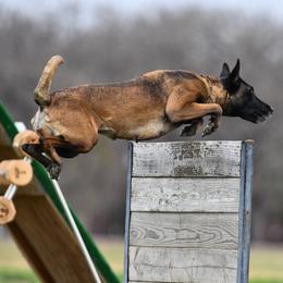 Belgian Malinois puppies from New Beginning Belgians