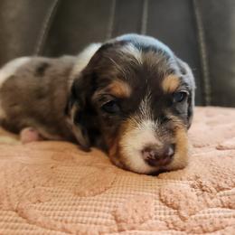 Silky wirehaired Apollo AKC - Dapple male Dachshund puppy in Torrance, California from Lucky Dachshunds