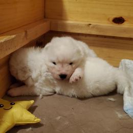 Samoyed Puppies from Limelight Samoyeds