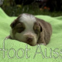 Boy 1 - Red tri-color male Australian Shepherd puppy in Lowell, Indiana from Bearfoot Aussies and Tollers
