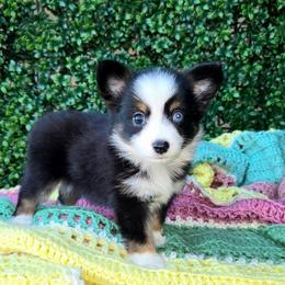 Miss Clover - Black tri female Toy Australian Shepherd puppy in Dolan Springs, Arizona from High Desert Companions