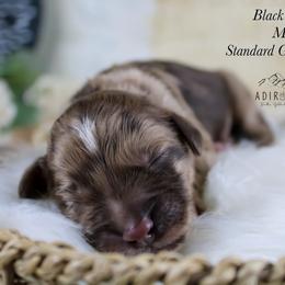 Black collar - Merle male Goldendoodle puppy in Plattsburgh, New York from Adirondack Poodles Goldendoodles,Bernedoodles & Schnoodles