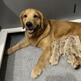 Red - Light golden Golden Retriever puppy in Trenton, Texas from Scout's Legacy Golden Retrievers
