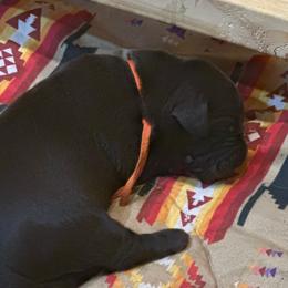 Reese's (orange collar) - Chocolate male Labrador Retriever puppy in Bandera, Texas from The Sugar & Spice Ranch Labrador Retrievers