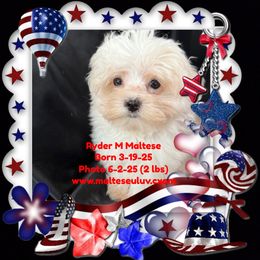 Ryder M Maltese. - White male Maltese puppy in Silverhill, Alabama from Malteseuluv’s Tiny Treasurers