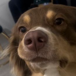 Australian Shepherds and Siberian Huskies from Amber's Aussies and Huskies