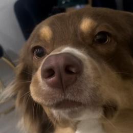 Australian Shepherds and Siberian Huskies from Amber's Aussies and Huskies