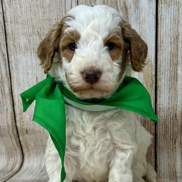 Green Male - Parti male Goldendoodle puppy in Great Falls, Montana from Montana Goldendoodles