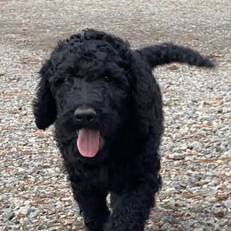 Goldendoodle Puppies from River Bend Goldendoodles