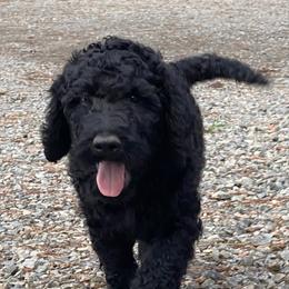 Goldendoodle Puppies from River Bend Goldendoodles
