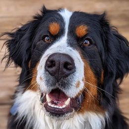 Williwaw - Bernese Mountain Dog