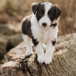 Old Time Scotch Collie Puppies from The Fiddlesticks Farm