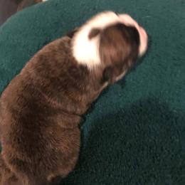 Girl 2 - Red brindle and white female Bulldog puppy in Laurel, Montana from Bull Mountain Bulldogs