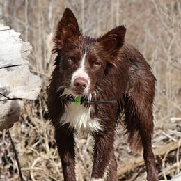 Cipher - Border Collie