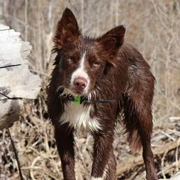 Cipher - Border Collie