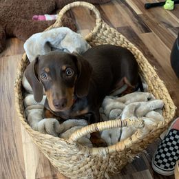 Pippa - Dachshund