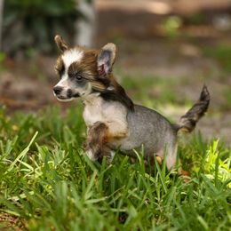 Monty - Chinese Crested puppy in Venice, Florida from Crowned Chinese Cresteds