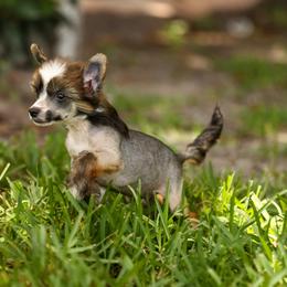 Monty - Chinese Crested puppy in Venice, Florida from Crowned Chinese Cresteds