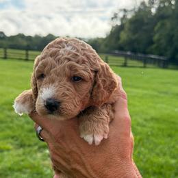 Boy 2 - Red  male Goldendoodle puppy in Wilmore, Kentucky from Central Kentucky Goldendoodles