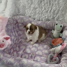 Ryder - Chocolate and white male Chihuahua puppy in Richmond, Virginia from Bayberry Chihuahuas