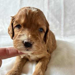 Piglet - Red and white male Cockapoo puppy in Adrian, Oregon from ApplebyFarm