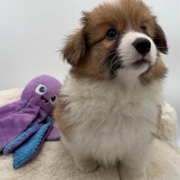 Reagan - Sable male Pembroke Welsh Corgi puppy in Minooka, Illinois from Lucky J Corgis