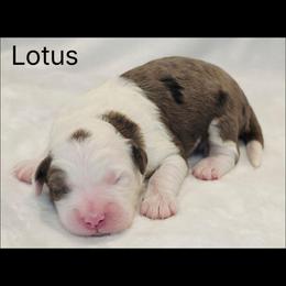 Lotus - Blue merle and white male Sheepadoodle puppy in Roseburg, Oregon from Lookingglass Doodles