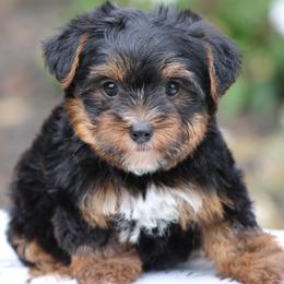 Theo - Black and tan male Yorkshire Terrier puppy in Hughesville, Missouri from Puppykiss4u