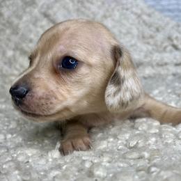 Dior - Dapple male Dachshund puppy in Tulare, California from Dreamy Creamies