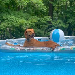Howdy - Vizsla