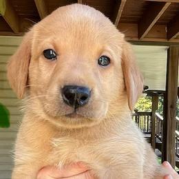 Green collar male - Yellow male Labrador Retriever puppy in Stokesdale, North Carolina from Belews Creek Gundogs