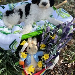 Bernedoodle Puppies from Doodles & Spice