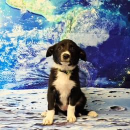 Mimas - Black and white female Border Collie puppy in Avilla, Indiana from Borderline Kennels