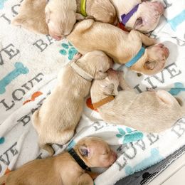 Golden Retriever Puppies from Ruff Life Goldens