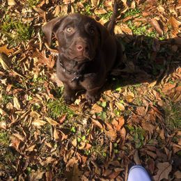 Dilute Retriever and Labrador Retriever Puppies from CKB Labradors